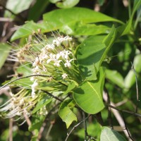 Pavetta indica L.